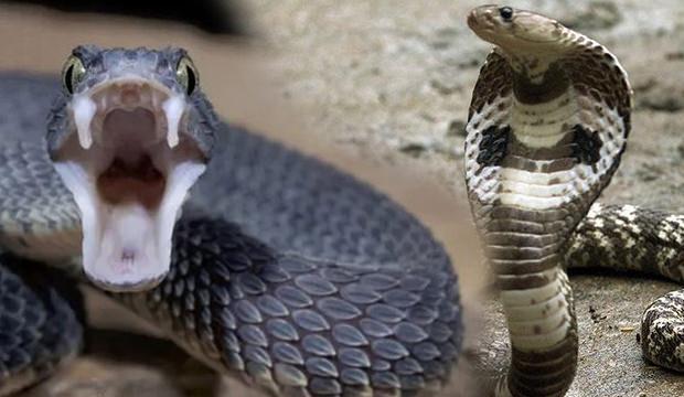 Rüyada yılan görmek kötü mü | Rüyada siyah yılan görmenin tabiri