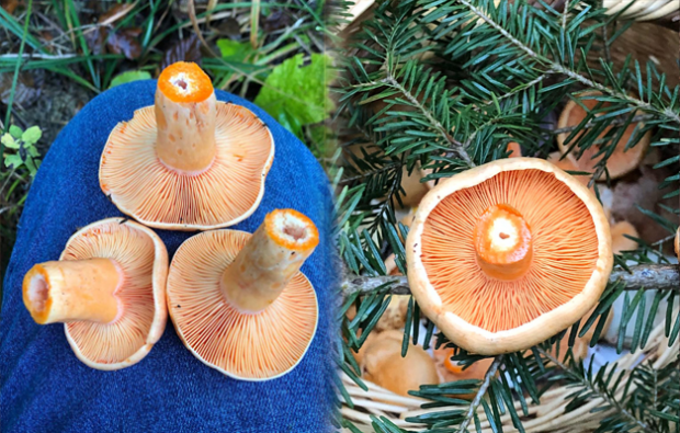 Lactarius salmonicolor - Köknar kanlıcası