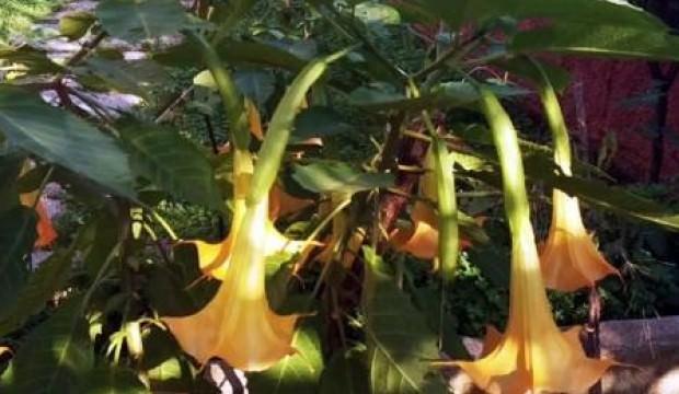 Boru çiçeğinden yapılan dolma, 2'si çocuk 6 kişiyi zehirledi
