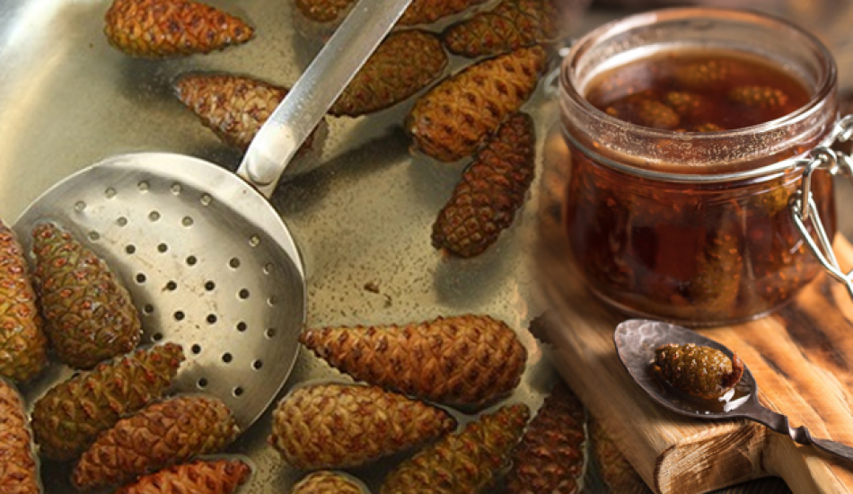 Çam kozalağının faydaları nedir? Çam kozalağını kaynatıp suyunu içerseniz ne olur?