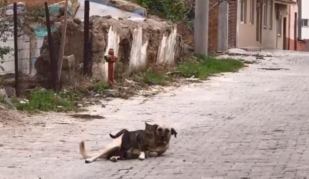 Kedi ile köpeğin dostluğu!