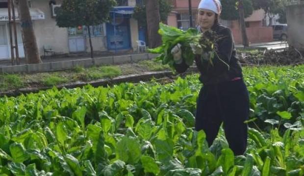 Kilosu tarlada 1 TL! Üreticinin yüzünü güldürdü