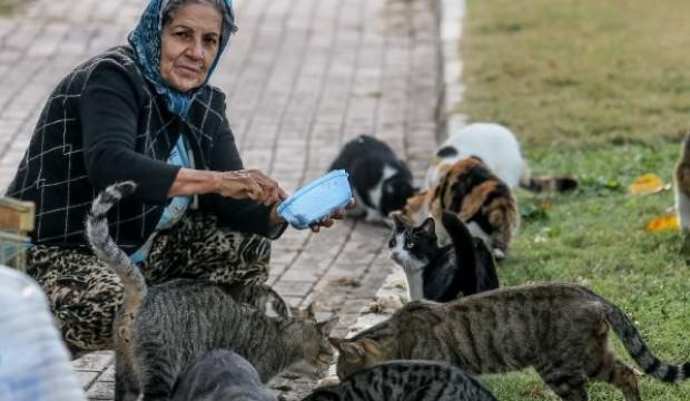 Parkta yaşayan 150 kediyi besliyor
