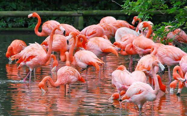 Flamingo köy nerede? Nasıl gidilir? Flamingo köy kahvaltı fiyatı
