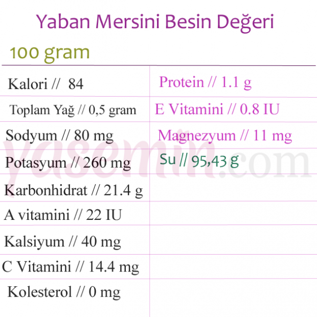 Yaban mersinin faydaları nelerdir? Kanı temizleyen yaban mersini..