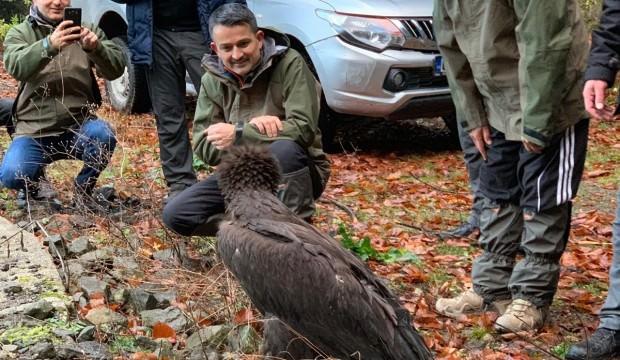 Bakan Pakdemirli, Kara Akbaba'yı doğaya saldı