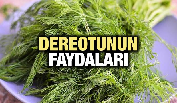 Dereotunun faydaları nelerdir? Zayıflamaya yardımcı olur mu?
