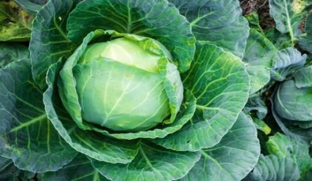 Kara lahananın faydaları neler? Kara lahanada hangi vitaminler vardır?