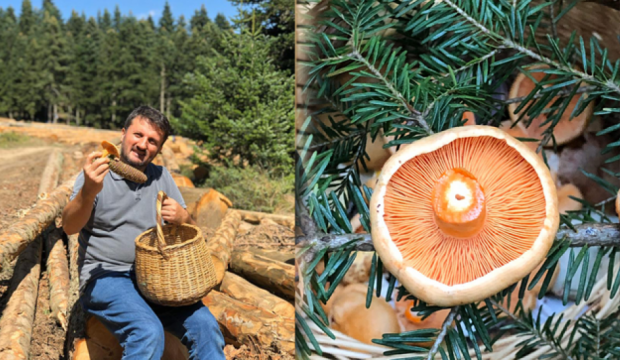 Mantarfobi oluşturmak zehirlenmelerin önüne geçemez! Mantar hakkında doğru bilinen yanlışlar nelerdir?