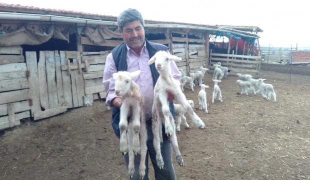 Öksüz kalan kuzu ‘Anne, anne’ diye meliyor