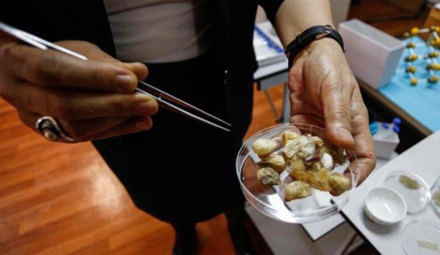 Sadece Karadeniz'de var! O hastalıkları tedavi ediyor