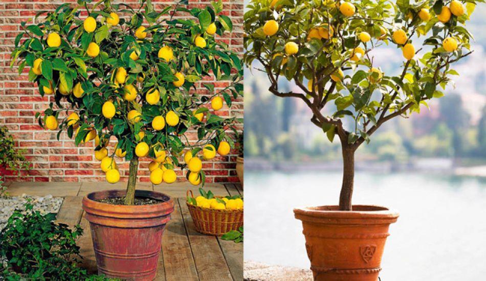 saksida_tohumsuz_sebze_nasil_yetisir_limon_saksiya_nasil_dikilir_1574866956_1561.jpg