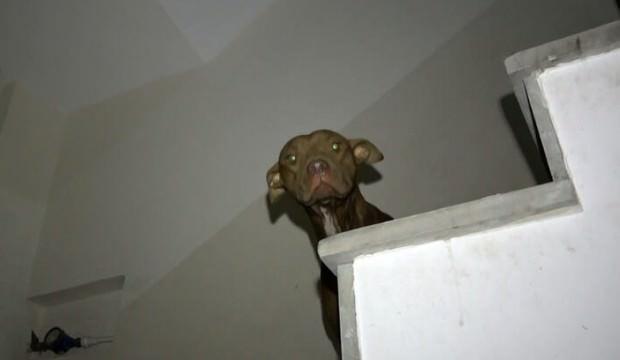 Bir anda karşısına çıktı! İstanbul'da pitbull paniği...