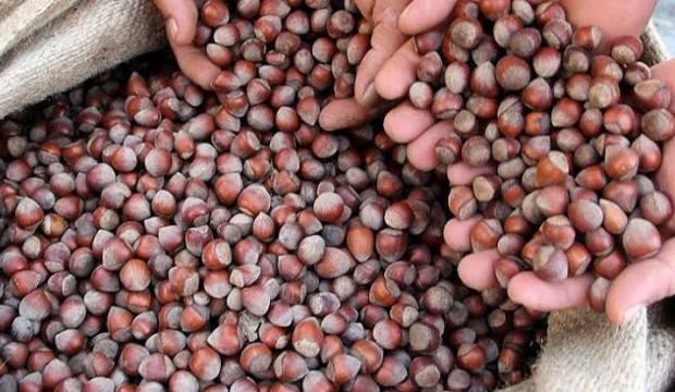 İtalya'da Türk fındığı tartışması