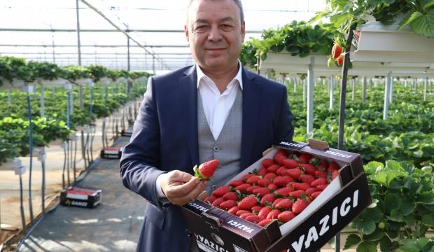 Rekolte bekleniyor! Kilosu 12 lira