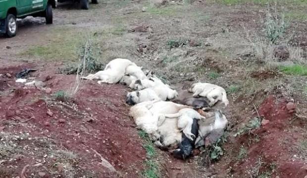 Korkunç görüntü! Üst üste yığılmış halde bulundu