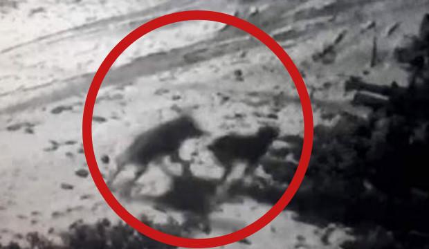 Köye inen aç kurtlar köpeğe saldırıyor