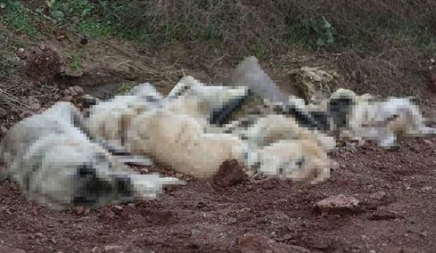 Vicdansızlar! Görenler büyük şok yaşadı