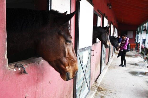 İstanbul'da nerede ata binilir? Ata bineceğiniz at çiftliği rotaları
