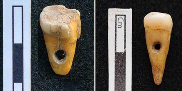 Bilim insanları üzerinde delik olan 3 diş bulunduğunu fakat bunlardan sadece ikisinin takı olarak kullanıldığını açıkladı.