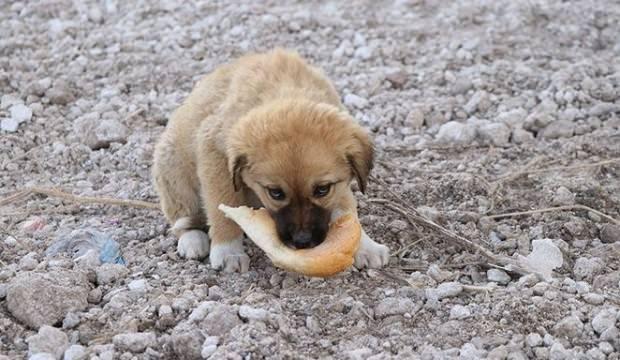 AK Partili başkan sokak köpekleri için yuva yaptırdı