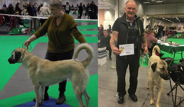 Sivas Kangalı, İsveç'teki köpek fuarına damgasını vurdu