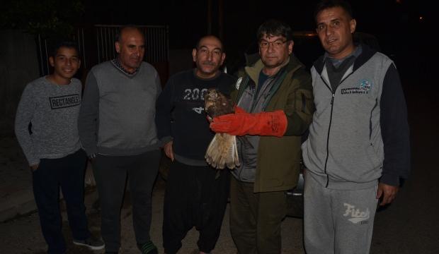 Yaralı halde bulduğu şahini tedavi ettirdi