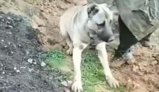 Hatay'da köpeğin zehirleme olayı için harekete geçildi