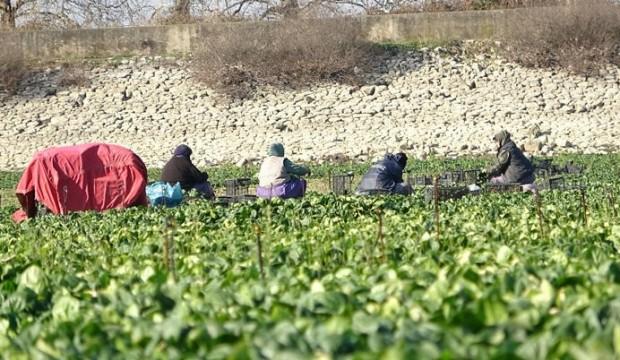 Kuruyan gölde ıspanak yetiştirip Türkiye'ye satıyorlar