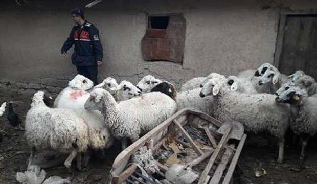 Çaldıkları hayvanları bakın neyle takas etmişler!