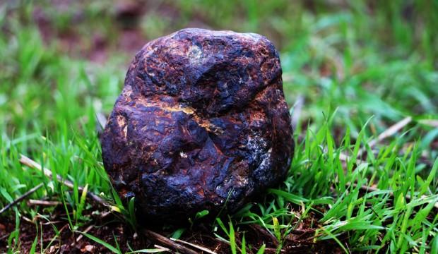 Odun toplarken buldu, fotoğrafını çekip bilim adamlarına attı
