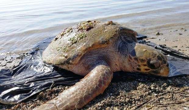 Bodrum sahilinde bu halde bulundu! Nesli tehlikede...