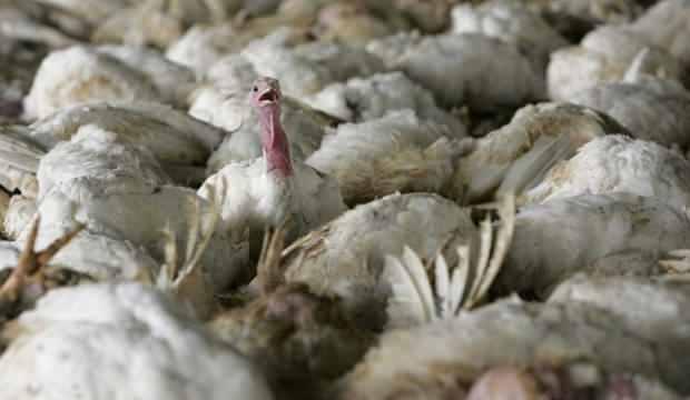 Avrupa ülkesinde kuş gribi alarmı: Binlerce hindi itlaf edildi
