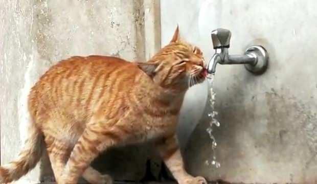 Bu kedi çeşmeden başka hiç bir yerden su içmiyor