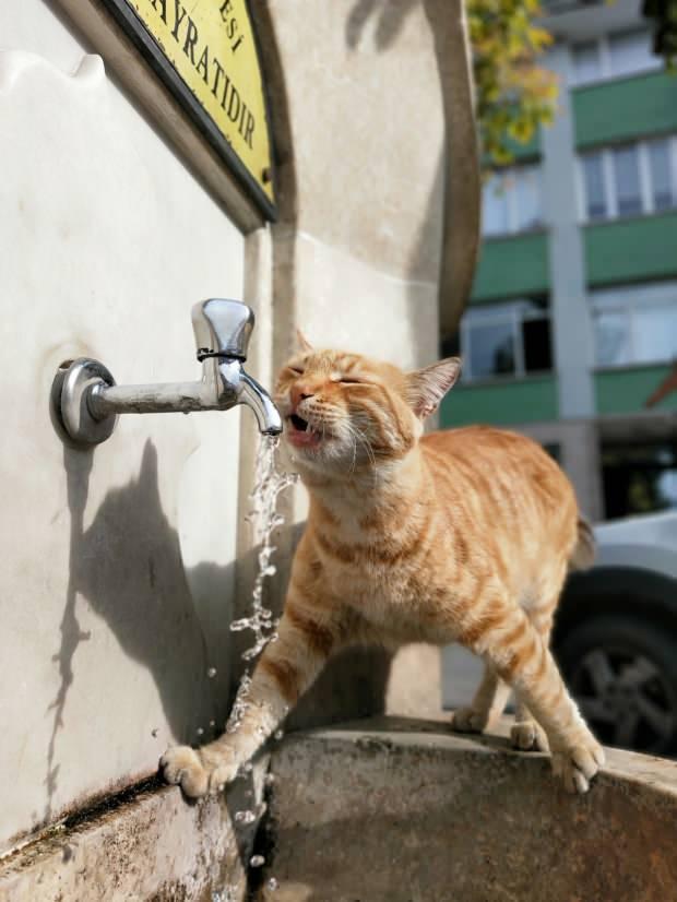 Bursa Haberleri Bu Kedi Cesmeden Baska Hic Bir Yerden Su Icmiyor 20 Ocak 2020