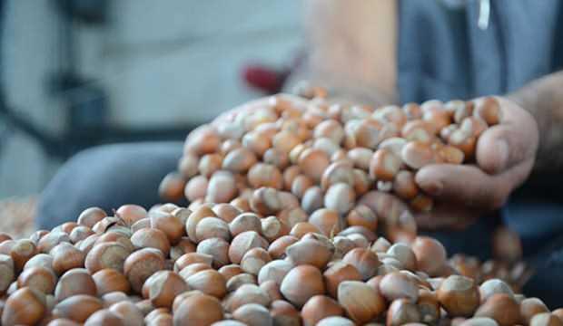 Kabuklu fındık 20 lira oldu