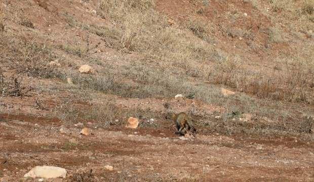 Nesli tükenme tehlikesi altındaki yaban kedisi kapana takıldı