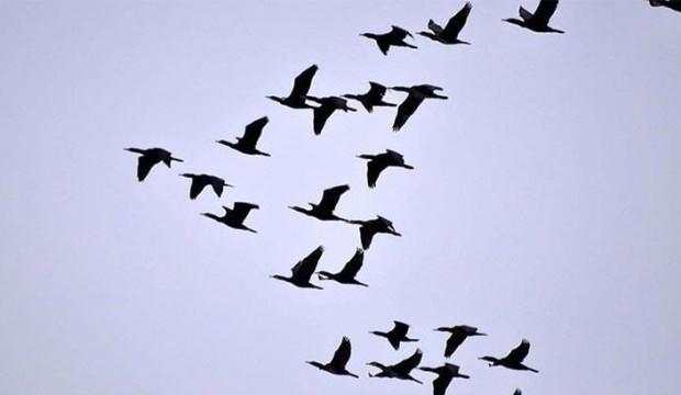 ‘Ölü kuşlara sakın dokunmayın’