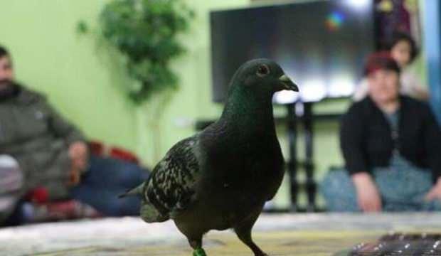Ayağında 'İran 2018' yazılı halka bulunan güvercin bulundu