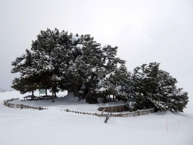 Son dakika - Konya hava durumu - Güncel hava durumu - 2 bin yıllık anıt ağaç