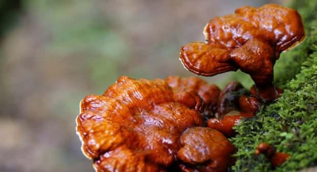 reishi mantarı nasıl tüketilir