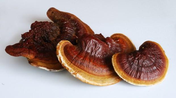 reishi mantarının faydaları