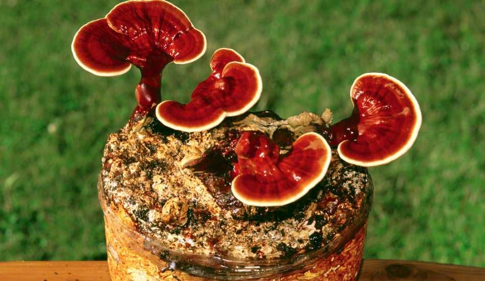 Reishi mantarının faydaları nelerdir? Reishi mantarı nasıl tüketilir?