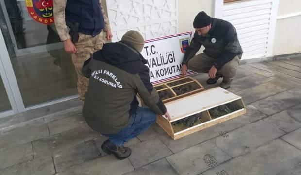 Ticareti yasaklanmıştı... Van'da 75 tane 'Çiğdeci' ele geçirildi