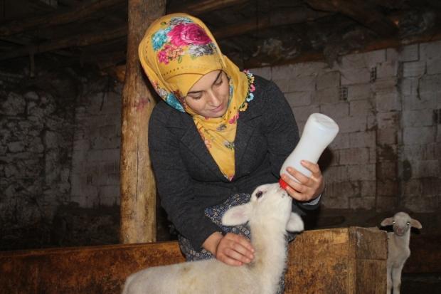 Image result for Genç kadın, 19 yaşında aldığı devlet desteğiyle 3 yıldır hayvancılık yapıyor