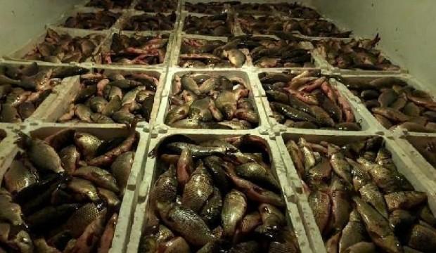Kaçak avlanan 2 ton balığa 10 bin lira ceza
