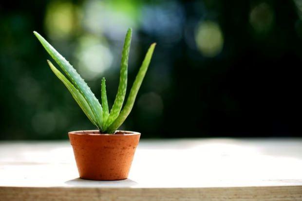 Aloe Vera bitkisinin bakımı