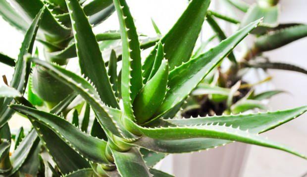 Aloe Vera bitkisinin bakımı