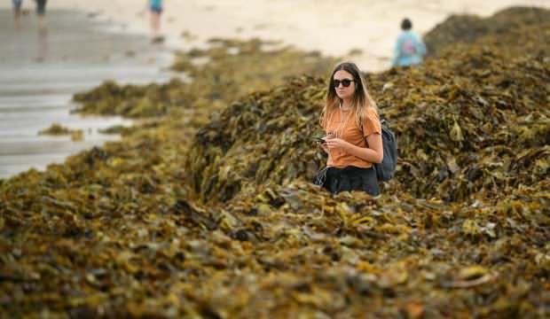 Neredeyse insan boyunda! Sidney'de plaja inenler şaştı kaldı