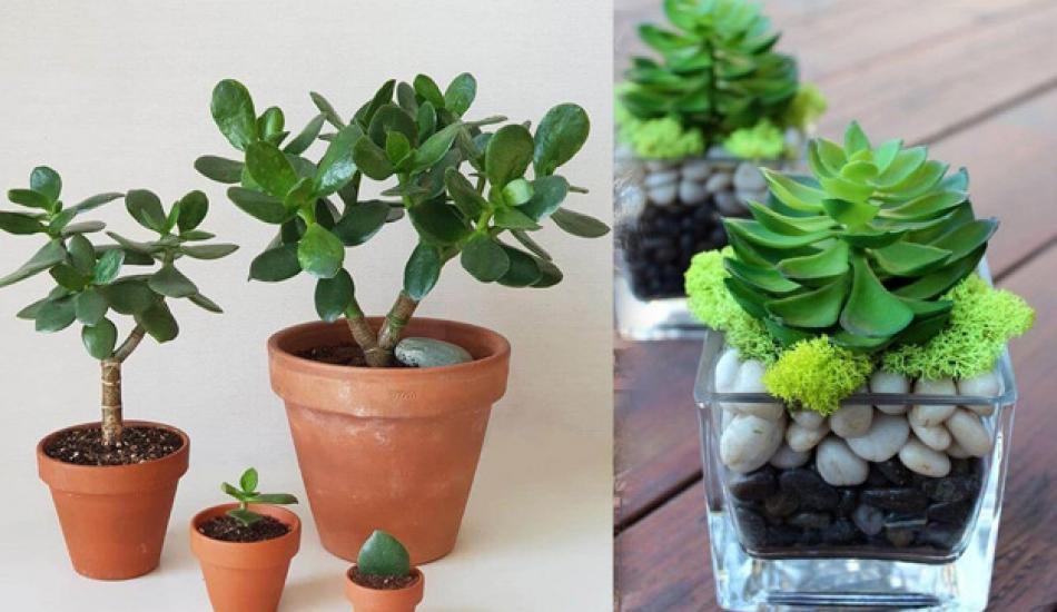 crassula_cicegi_bakimi_nasil_yapilir_crassula_cicegi_yetistirmenin_puf_noktalari_1582028819_5763.jpg